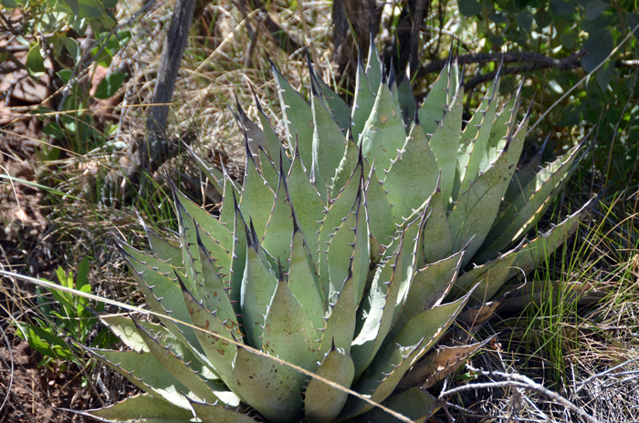 Parry's Agave has bright yellow to greenish-yellow flowers along a flowering stem called a scape or scapepose inflorescence. Buds are pink or red in color. Agave parryi